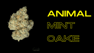 Animal Mint Cake | Craft Cannabis Dispensary in OKC Area